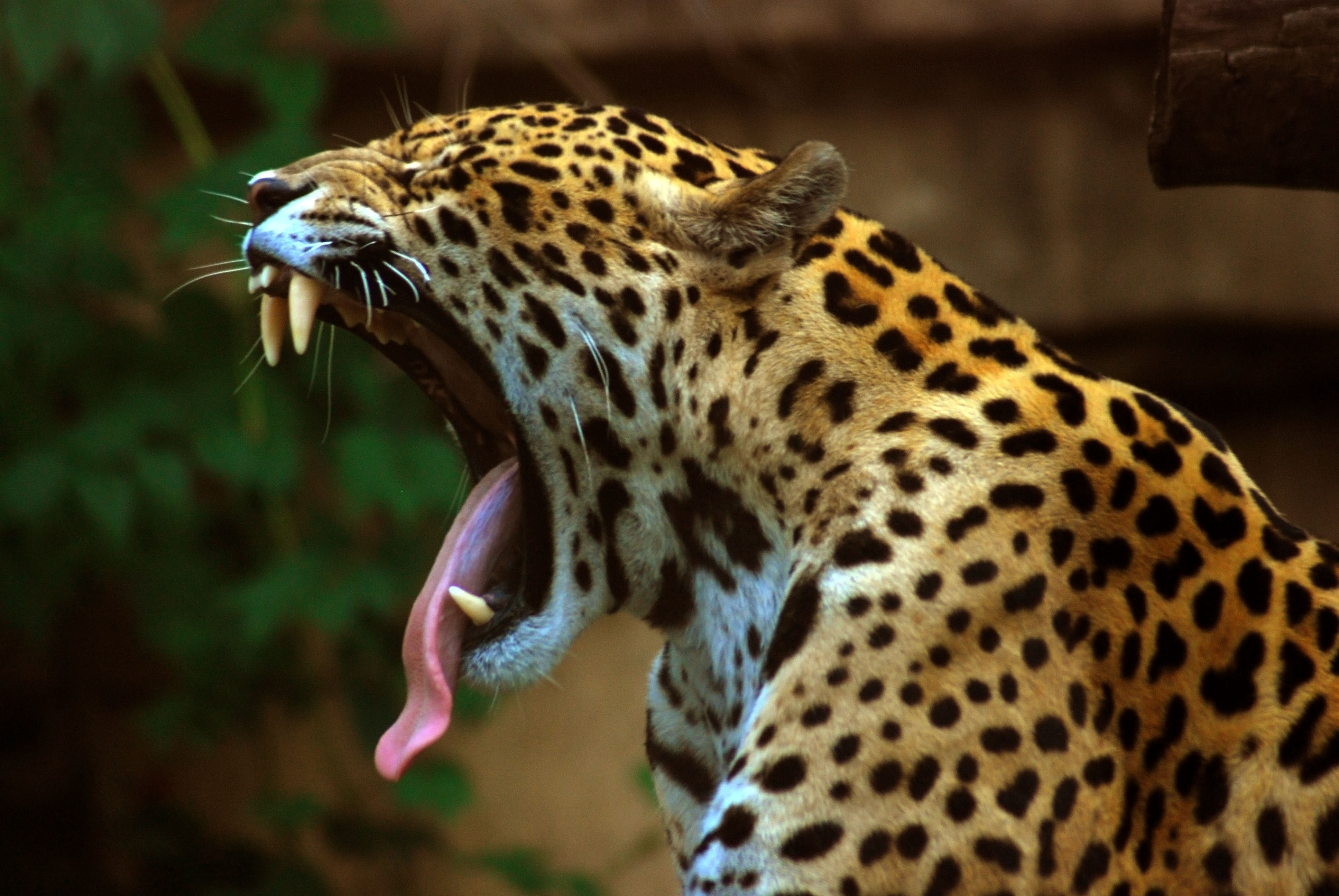 Factcheck: ‘Amerikaanse jaguar zal uitsterven door Trumps grensmuur met Mexico’