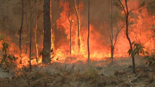 Bosbranden in Australië: dit is wat er niet klopte op jouw tijdlijn